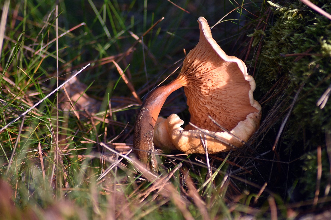 How Does Littering Affect the Environment?